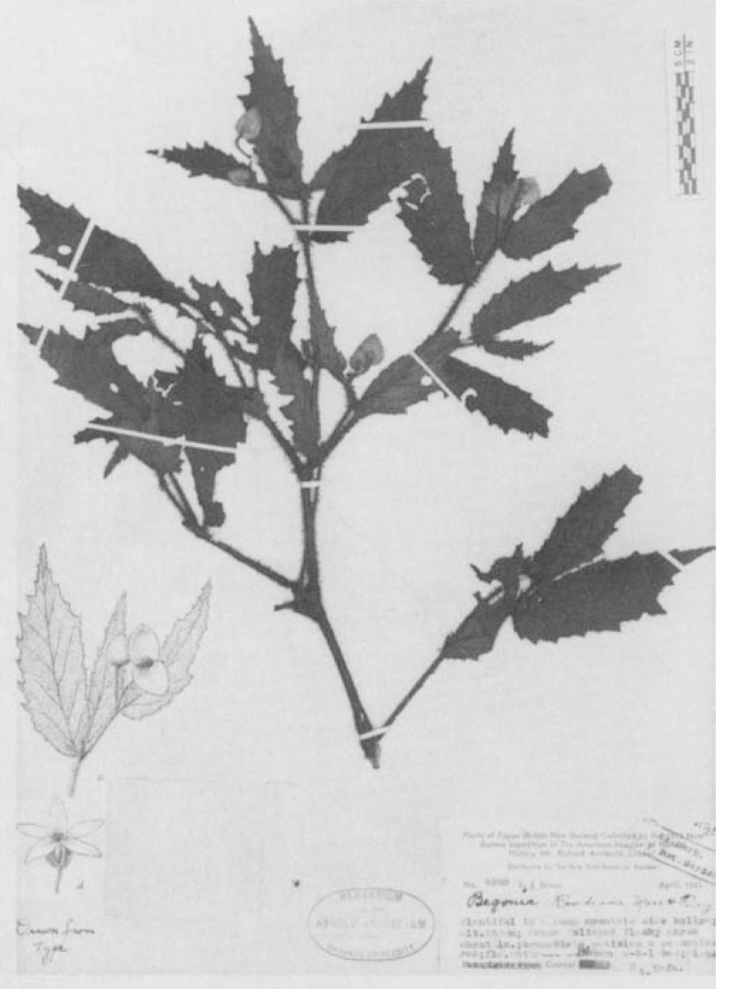 B. randiana